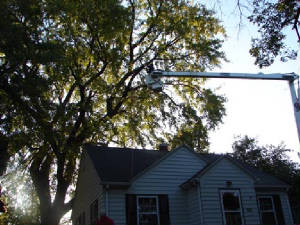 95treetrim2008.jpg