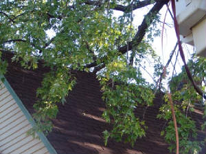 99-treetrim.2008.jpg