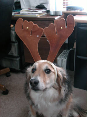 shelbychristmas2009.jpg