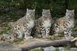 snow-leopards-967332_1920_crop-8ec953b0a0cacfafb0eb9b8dadd9584a.jpg