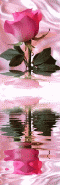 cf27065800_115756633261.gif
