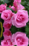 cf47844423_1465638286.gif