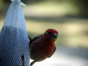 191-redfinch.jpg