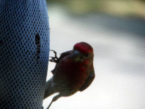 195-redfinch.jpg