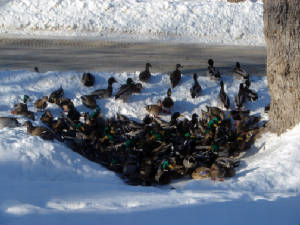 25-ducks.jpg