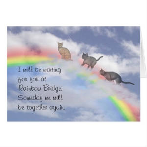 3752896-cat-rainbow-bridge-greeting-card.jpg