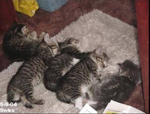 6kittypile.jpg