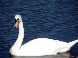 99-swans.jpg