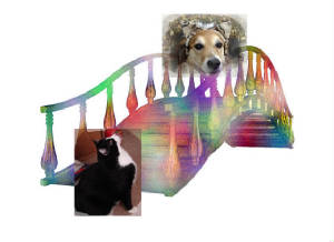 rainbowbridgejessie.jpg