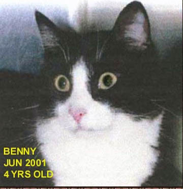 001bennyarguspetoftheweek.jpg