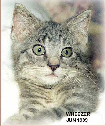 005-wheezer4-1999.jpg