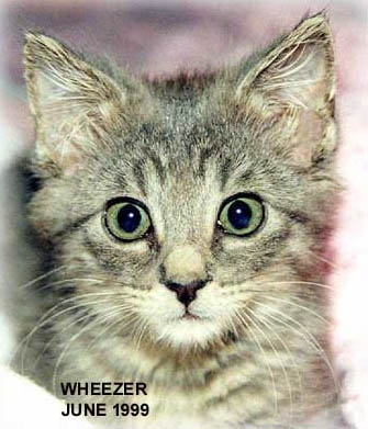 010-wheezer1999.jpg