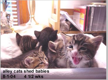 17-shedbaby.jpg