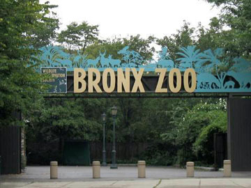 bronxzoony.jpg